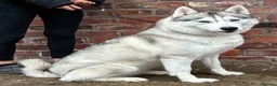 Siberian Husky dogs for sale: KC registered female Siberian husky - Advert 2