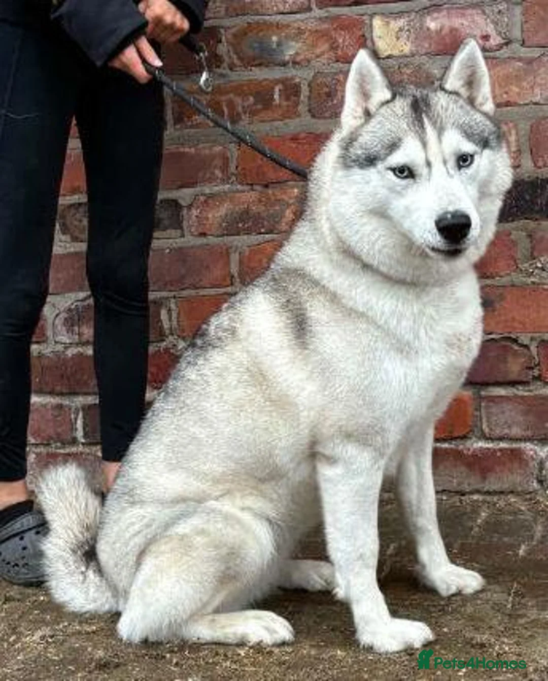 Siberian Husky dogs for sale: KC registered female Siberian husky - Advert 2