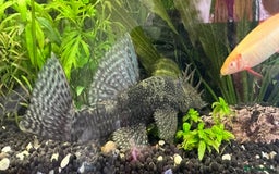 Shrimps fish for sale: Multiple fish & shrimp, please see description  - Image 2