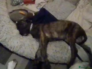 Lurcher dogs lovely male pups - Advert 1