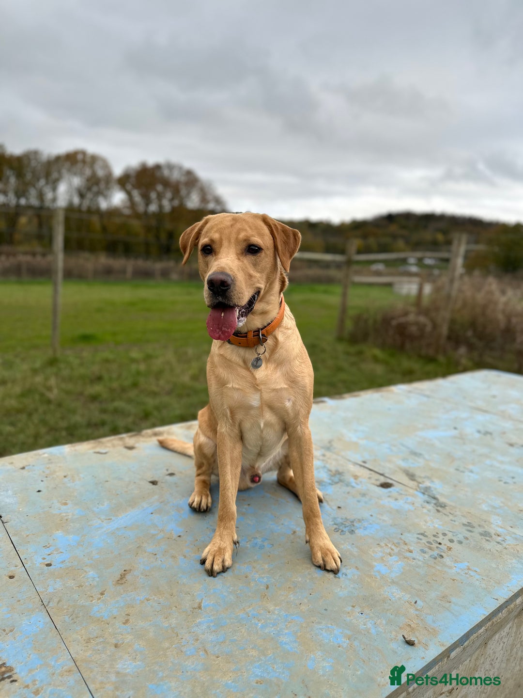 Labrador Retriever dogs for stud: KC Reg Labrador Stud - Proven and Health Tested in Sheffield - Advert 8