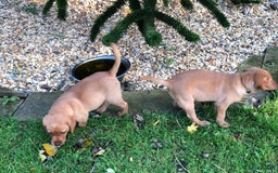 Goldador dogs for sale: Chunky red Goldadors, ready now  - Image 10