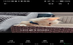 Maine Coon cats for sale: Home raised stunning Mainecoon boys. - Image 21