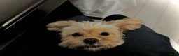 Cavapoo dogs for sale: Rehoming Adorable Cavapoo girl in Sutton Coldfield - Advert 8