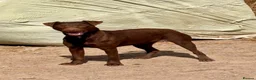 Patterdale Terrier dogs for sale: Quality Patterdale Pups Available  - Advert 9