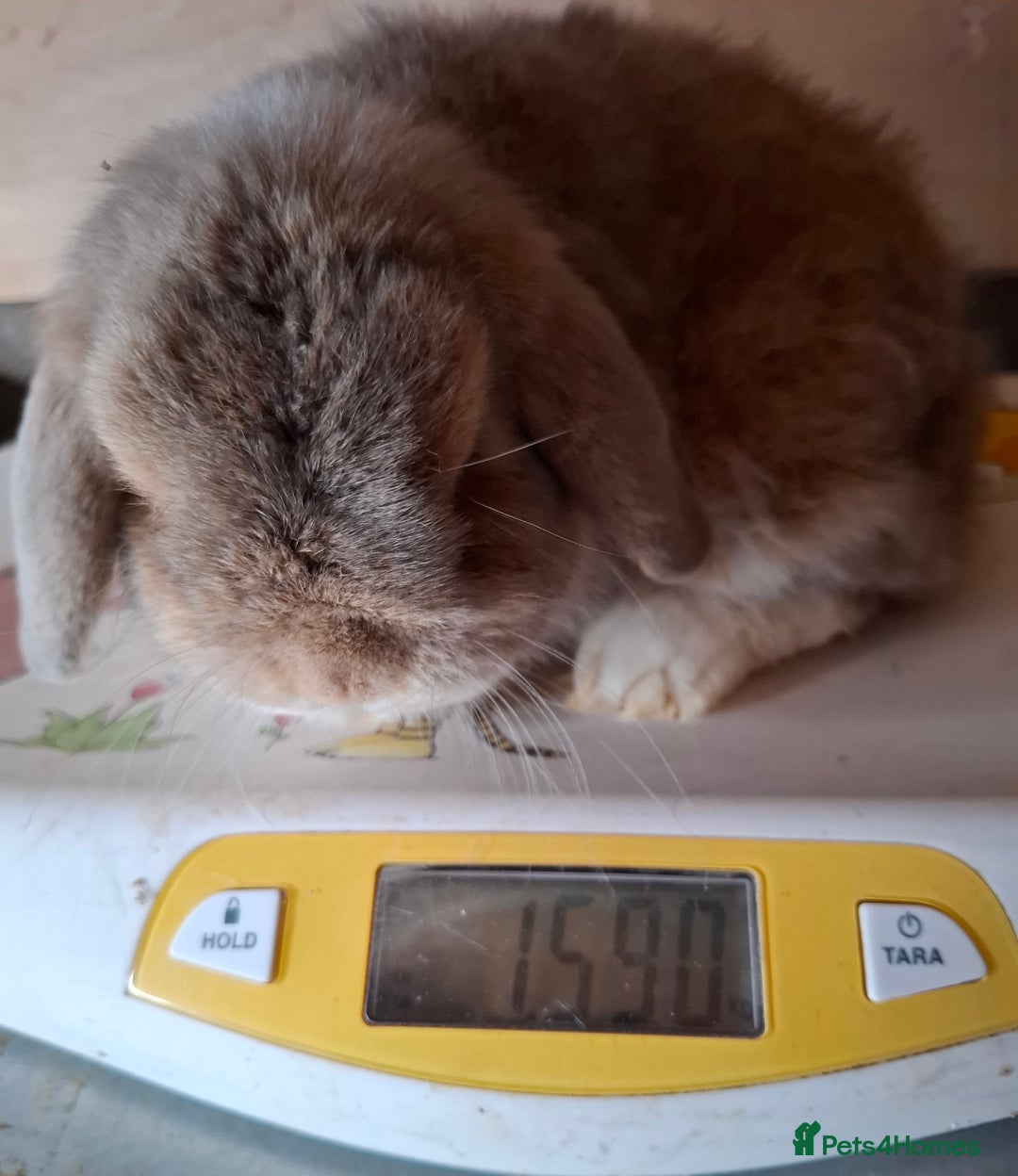 Mini Lop rabbits for sale: 2 x adult mini lop bucks - Image 17