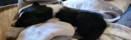 Border Collie dogs for sale: Beautiful Border Collie Puppies - Advert 14