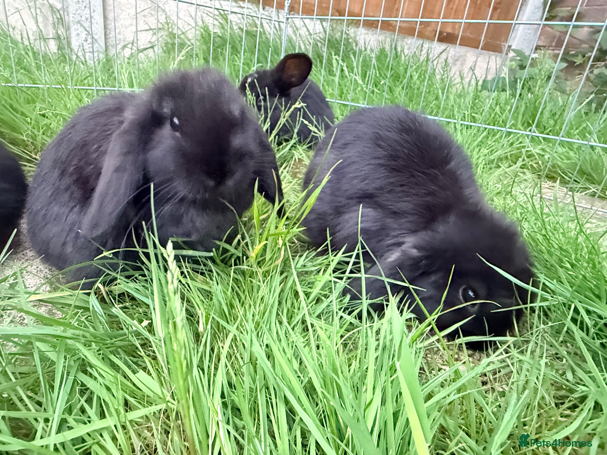 Mini Lop rabbits for sale: Mini Lop babies Ready to go  - Advert 5