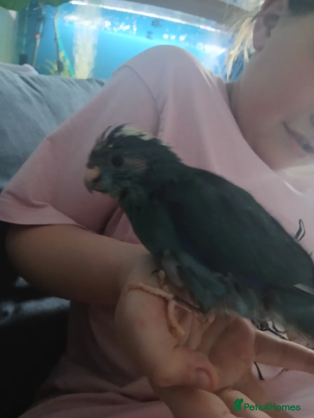 Parakeets birds for sale: Hand tamed baby kakariki  in Cleckheaton - Advert 2