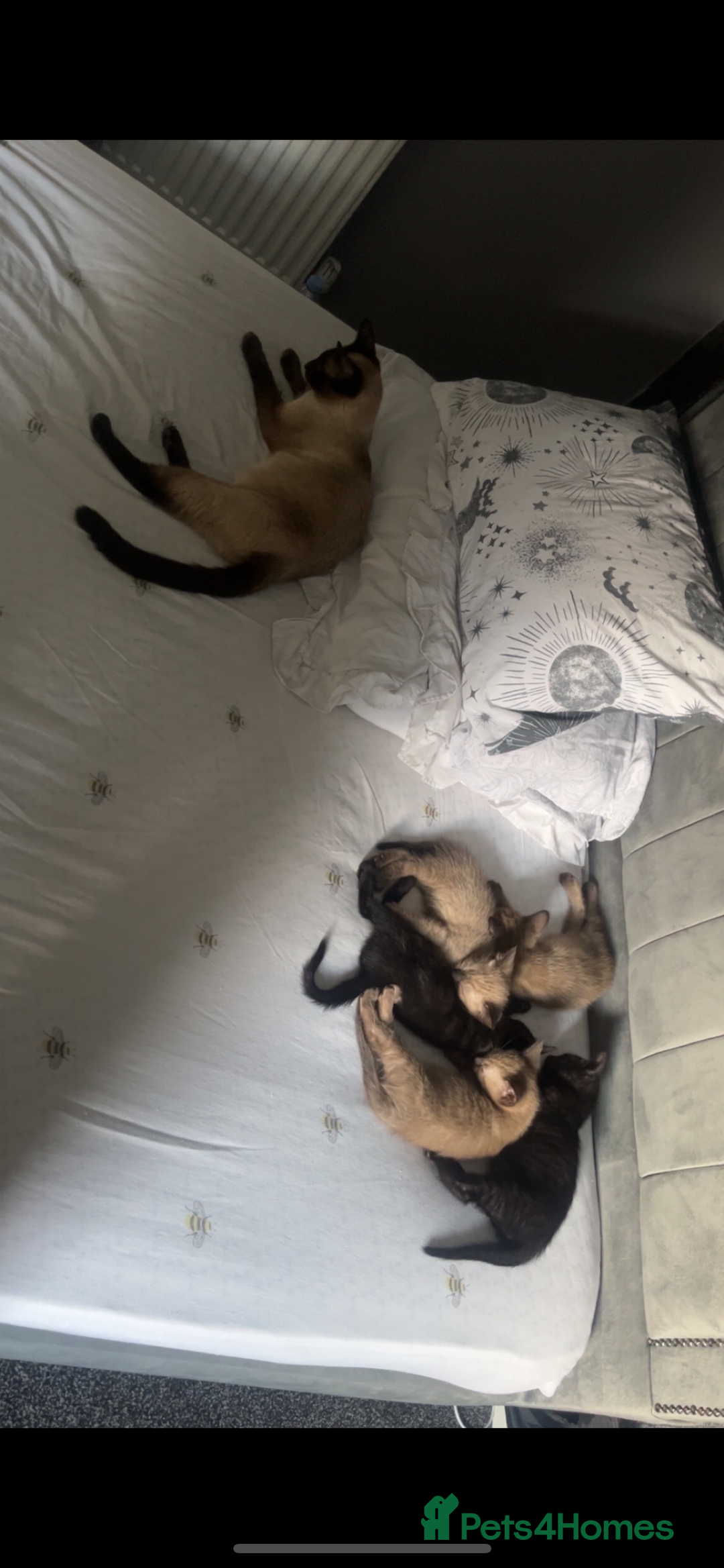 Siamese cats for sale: Siamese cross breeds  - Image 20