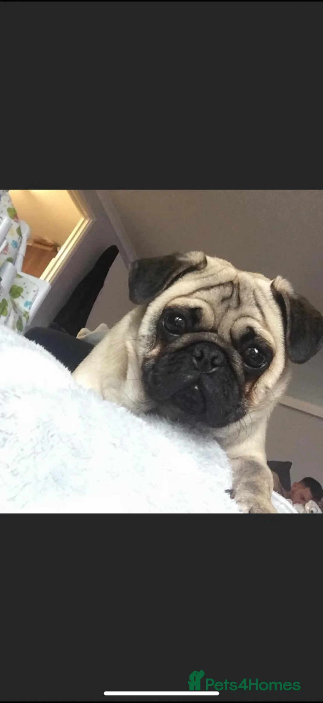 Pug dogs for sale: KC REGISTERED PUG PUPPY ( PADDINGTON ) - Advert 8