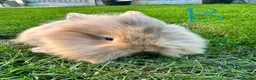 Lionhead rabbits for sale: Lionhead rabbits for sale  - Advert 14