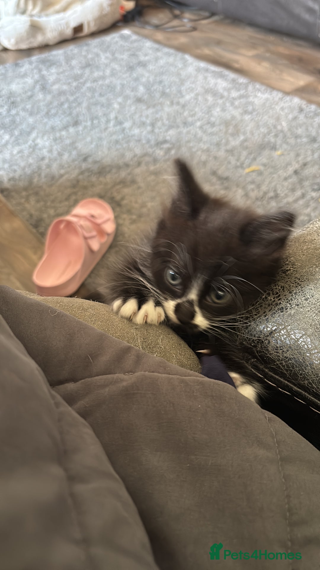 Maine Coon cats for sale: Maine coon x calico - Image 6