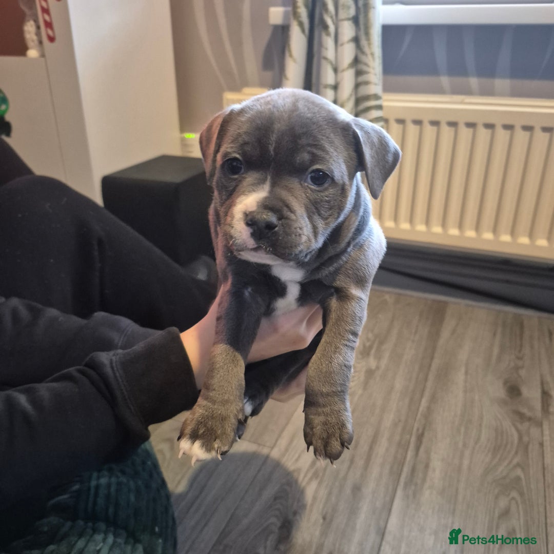 Staffordshire Bull Terrier dogs for sale: Staffordshire bull terrier pups - Advert 4