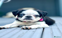 Pug dogs for sale: Stunning Puppy Unique Blue Eye Very Loving - Image 3