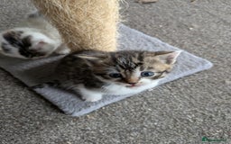 Mixed Breed cats for sale: 6 Adorable Kittens, Great Present! - Advert 3