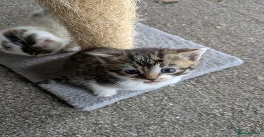 Mixed Breed cats 6 Adorable Kittens, Great Christmas Present! - Advert 7