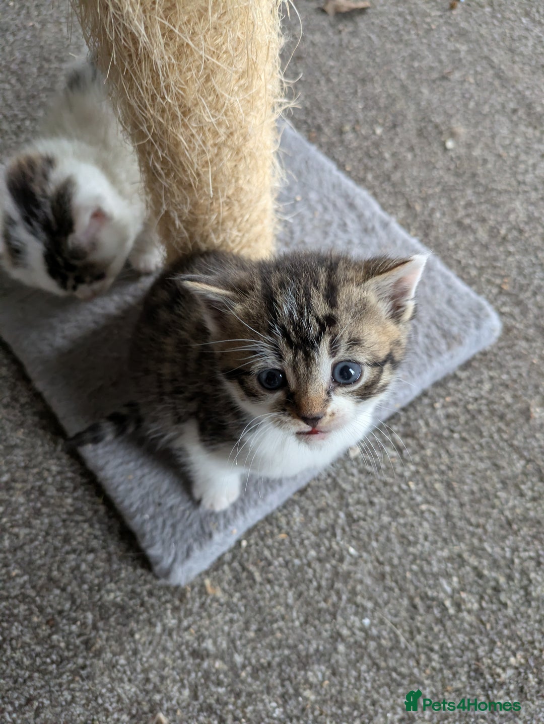 Mixed Breed cats for sale: 6 Adorable Kittens, Great Present! - Advert 3