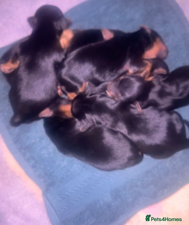 Yorkshire Terrier dogs in Hayes - Advert 15