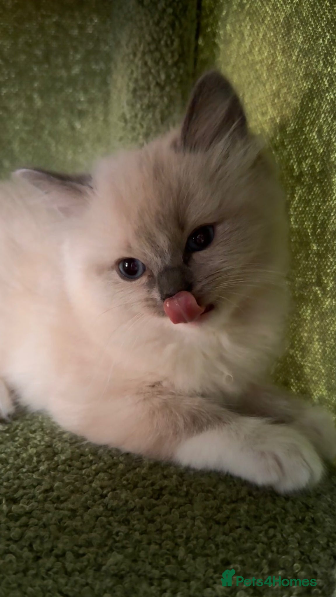 Ragdoll cats for sale: Beautiful Blue Point Mitted Ragdoll Boy in Banbury - Advert 2