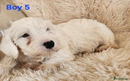Sealyham Terrier dogs for sale: Sealyham terrier puppy’s  - Image 11