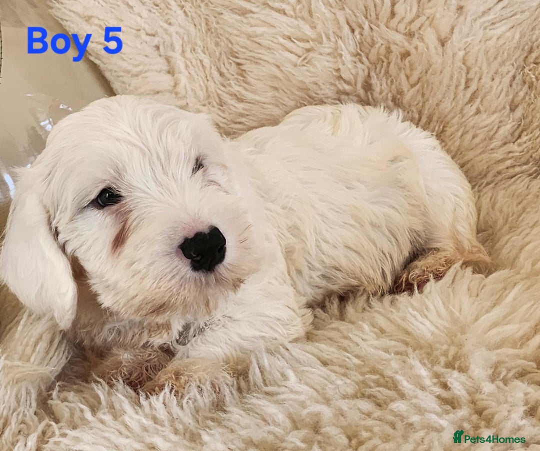 Sealyham Terrier dogs for sale: Sealyham terrier puppy’s  - Image 11