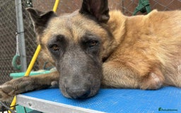 Mixed Breed dogs for adoption: Ava. Norwich Norfolk  - Image 4