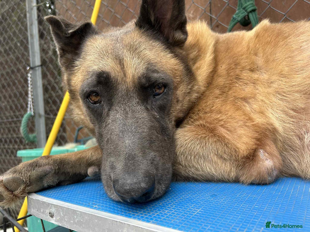 Mixed Breed dogs for adoption: Ava. Norwich Norfolk  - Image 4