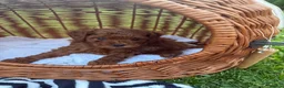 Toy Poodle dogs for sale: Pedigree  in Dumfries - Advert 2