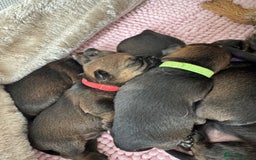 Border Terrier dogs for sale: Border Terrier Puppies (ready 22 Oct 2025) - Image 9