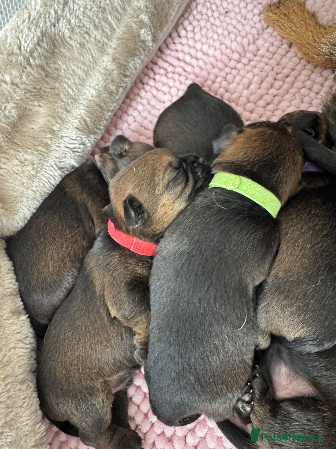 Border Terrier dogs for sale: Border Terrier Puppies (ready 22 Oct 2025) - Image 9