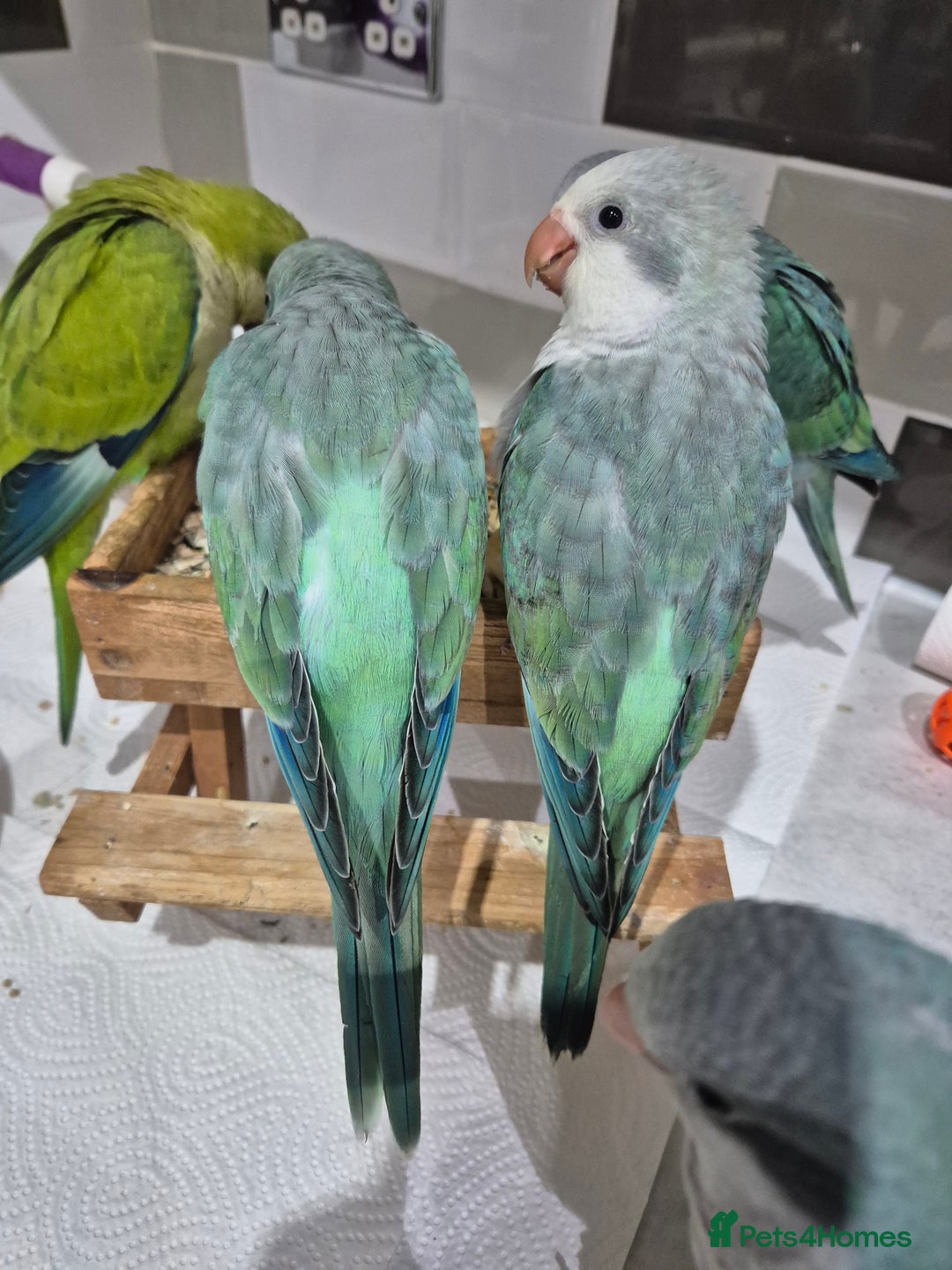 Parrots birds for sale: Handreared DNA tested baby Quaker Parrots  - Image 10