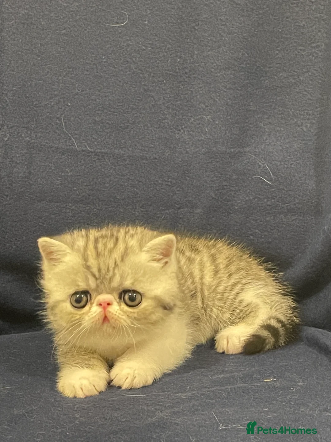Exotic cats for sale: Gorgeous GCCF registered Exotic Shorthair kittens - Advert 15