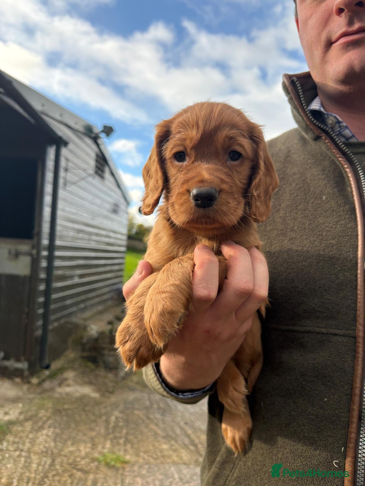 Cocker Spaniel dogs for sale: Fully Health Tested KC Reg Working Cocker Spaniels - Advert 13