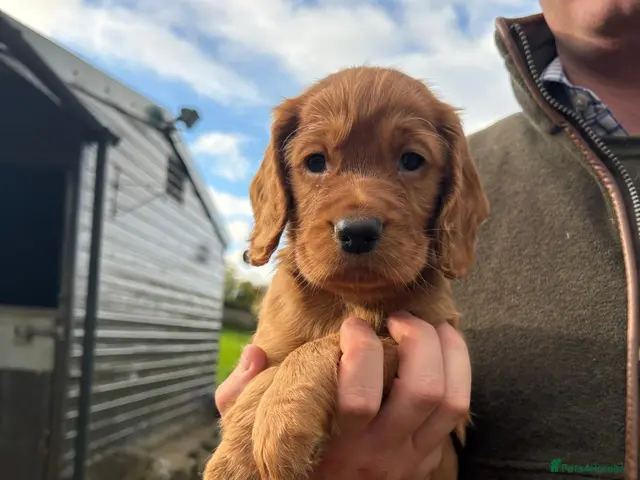 Cocker Spaniel dogs for sale: Fully Health Tested KC Reg Working Cocker Spaniels - Advert 13