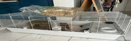 Guinea Pig rodents for sale: 2x adorable female guinea pigs  - Advert 3
