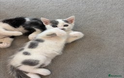 British Shorthair cats for sale: Gorgeous kittens for sale  - Image 2