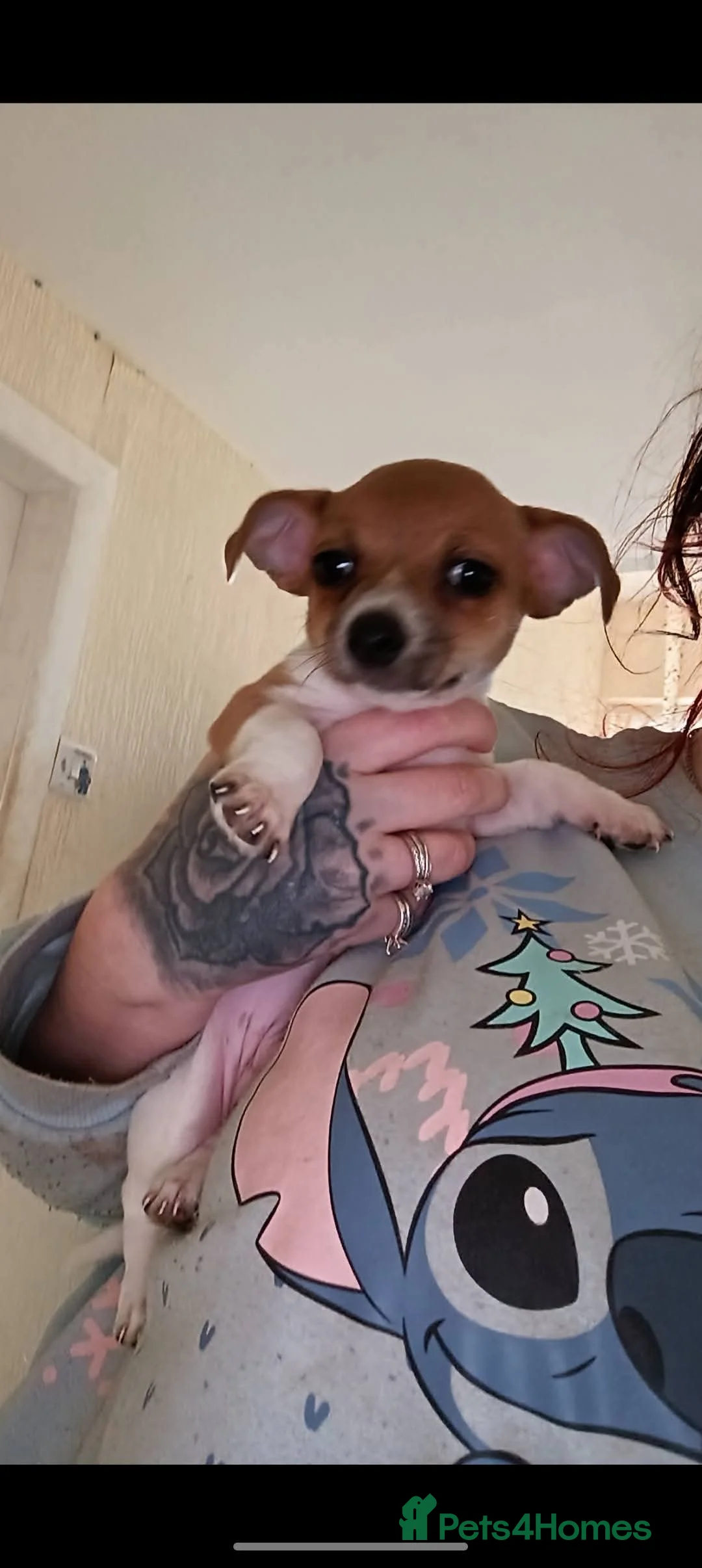 Jack Chi dogs for sale: 2 male Jack chi puppies - Advert 3