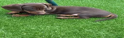 Dachshund dogs for sale: Miniature Dachshund Smooth Haired Dachshunds' - Advert 9