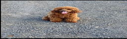 Cavapoo dogs for stud: FULLY Health Tested KC Toy Poodle STUD in Bacup - Advert 4