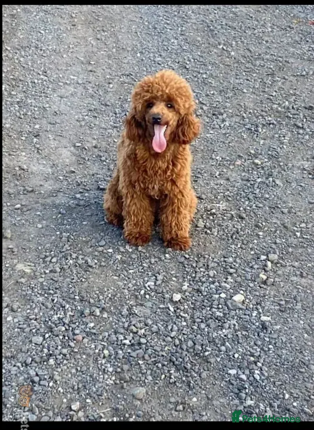 Cavapoo dogs for stud: FULLY Health Tested KC Toy Poodle STUD in Bacup - Advert 4
