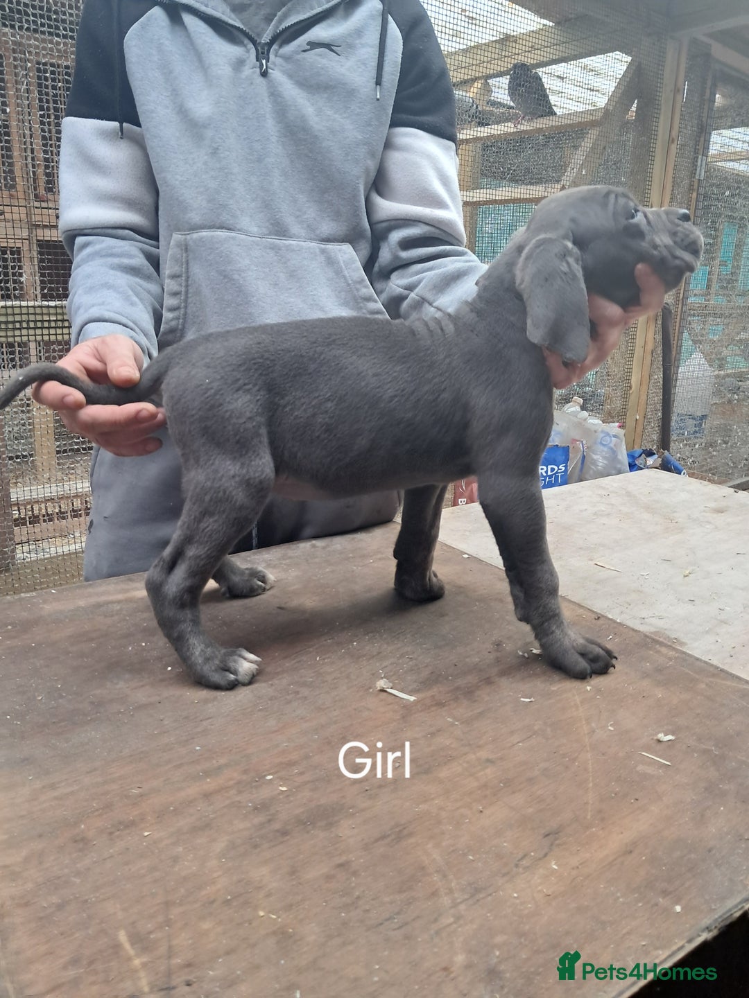 Cane Corso dogs for sale: Cane Corso Puppies - Advert 17