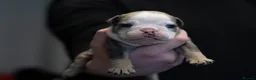 English Bulldog dogs for sale: English bulldogs PUPPIES NEBBR REGISTERED - Advert 18