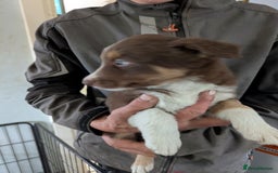 Border Collie dogs for sale: 6th Generation pedigree border collies  - Image 2