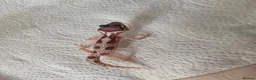Leopard Gecko reptiles for sale: Leopard Gecko Babies Mixed Morph - Advert 2