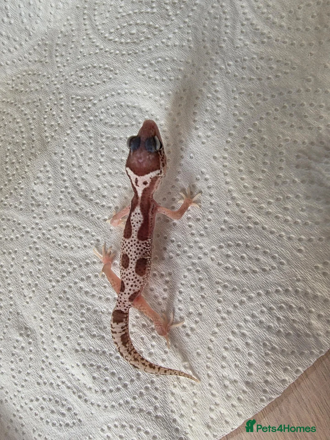 Leopard Gecko reptiles for sale: Leopard Gecko Babies Mixed Morph - Advert 2