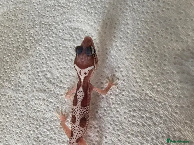 Leopard Gecko reptiles for sale: Leopard Gecko Babies Mixed Morph - Advert 2
