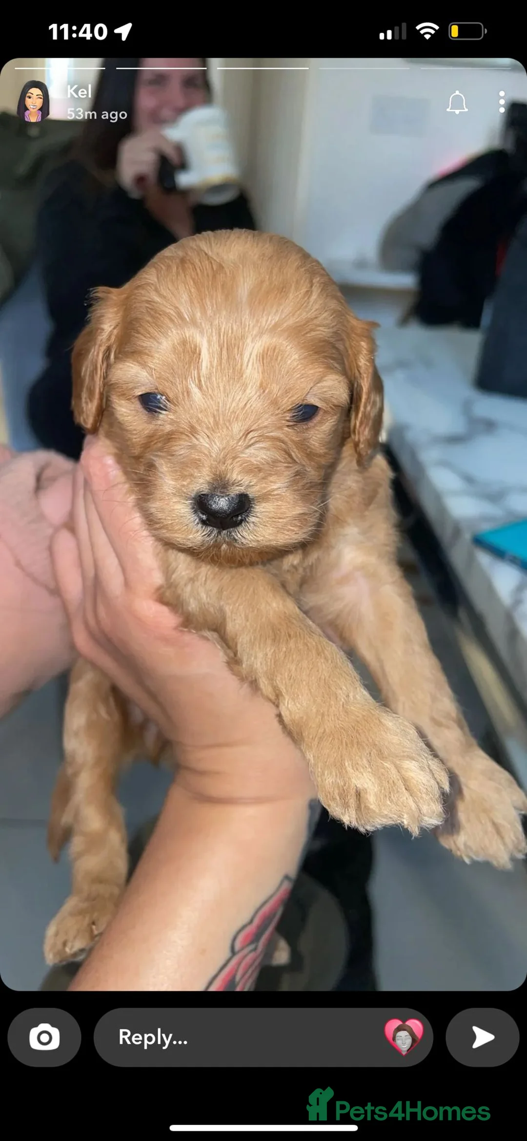 Cavapoo dogs for stud: STUD not Sale - Advert 8