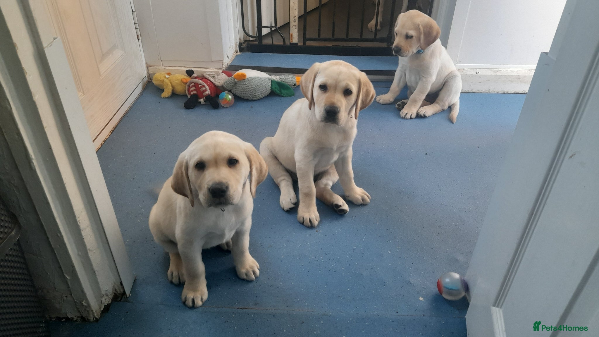Labrador Retriever dogs READY TO LEAVE NOW kc labradors drakes head lines - Advert 2