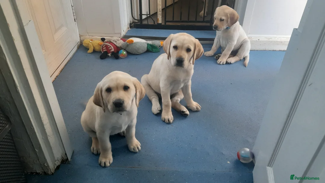 Labrador Retriever dogs for sale: READY TO LEAVE NOW kc labradors drakes head lines - Advert 2